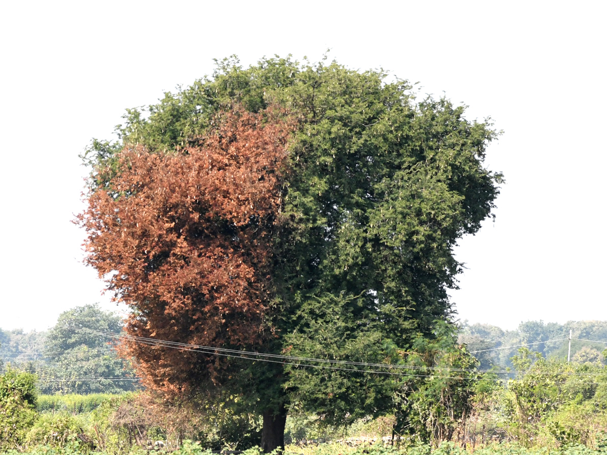 Best Photos of The Week in AP and Telangana Photo Gallery - Sakshi6