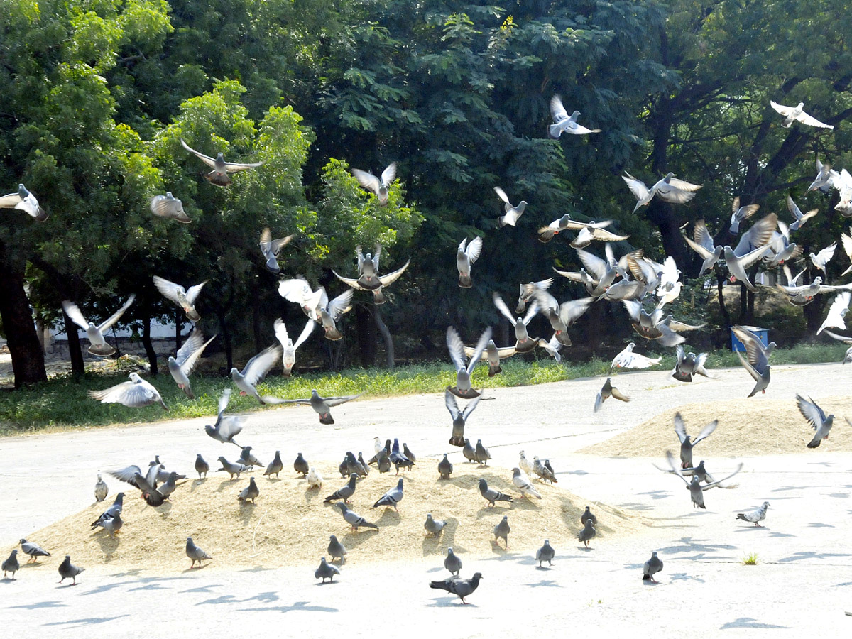 Best Photos of The Week in AP and Telangana Photo Gallery - Sakshi48
