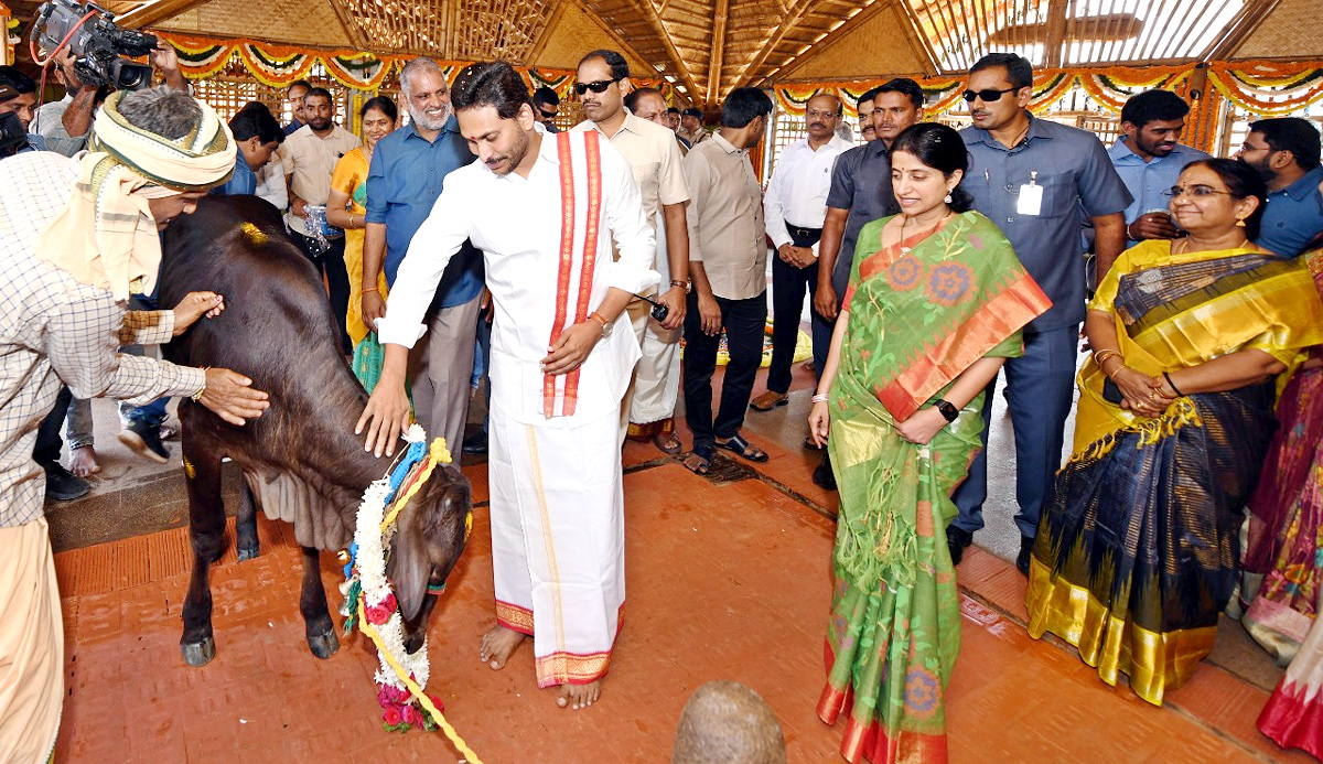 CM YS Jagan Sankranti Celebrations At Tadepalli Camp Office - Sakshi22
