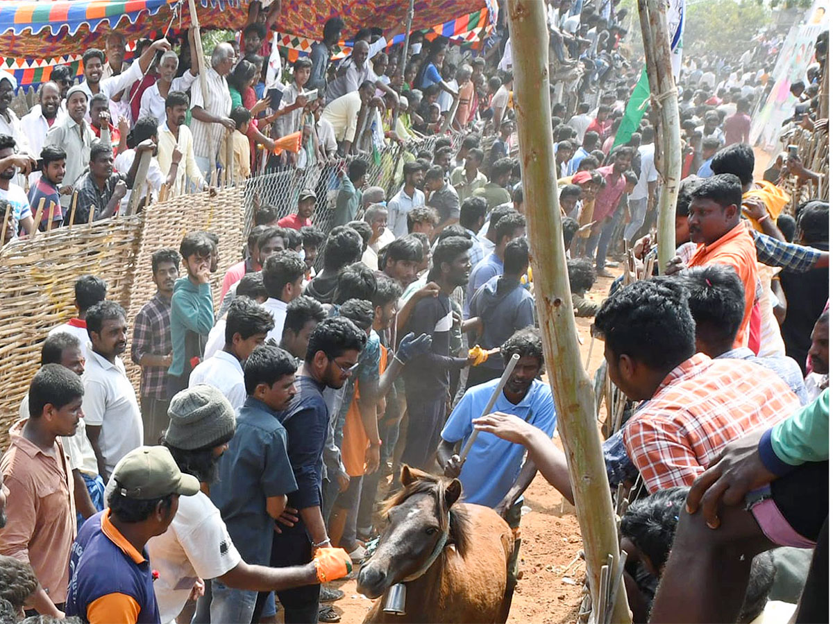 Great Cattle Festival Photos In Ramireddypalli Of Chandragiri - Sakshi32