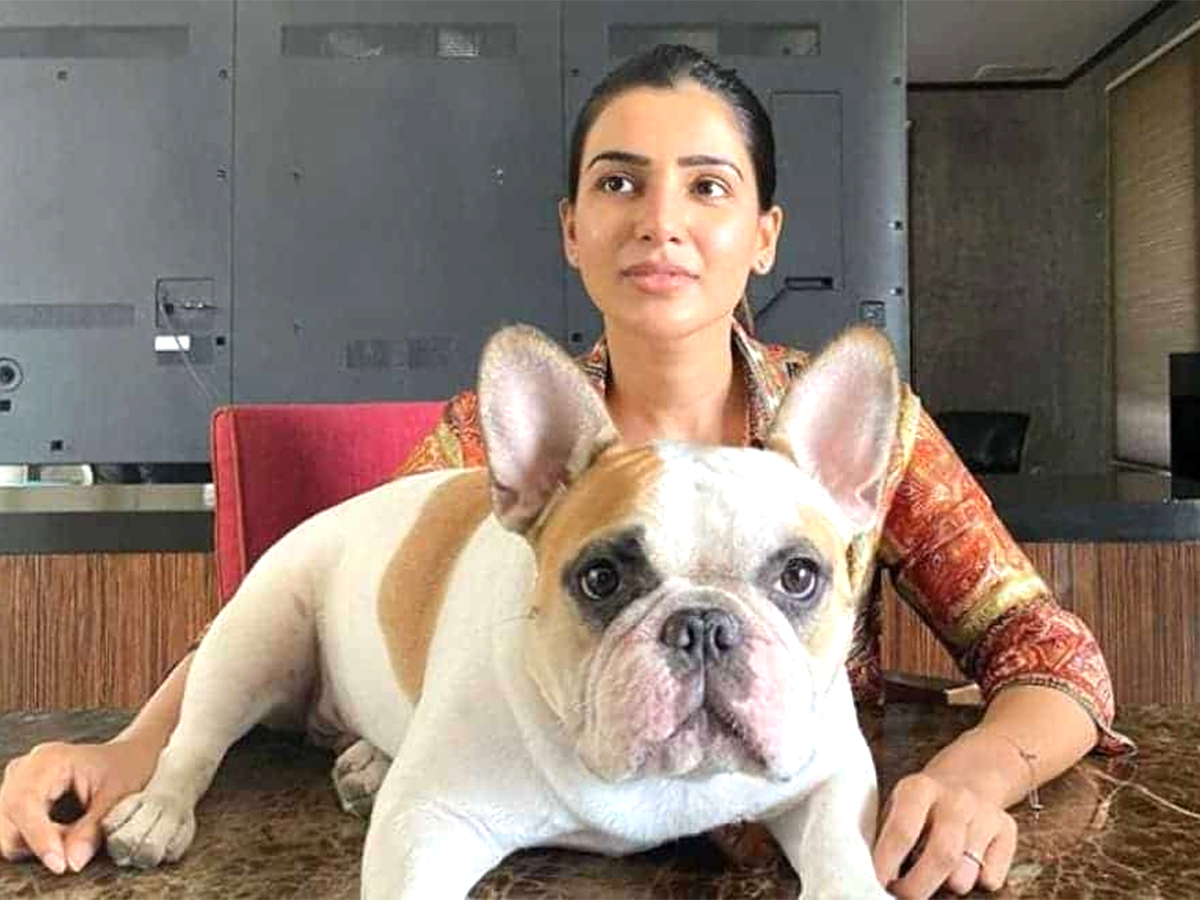 Tollywood Celebrities and Their Dog Photos - Sakshi2