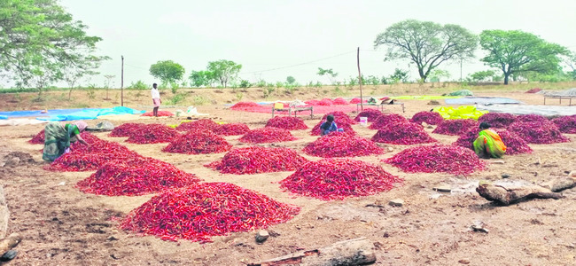 చెన్నిపాడులో తడిసిన మిర్చి పంటను సరిచేస్తున్న రైతు కూలీలు 1