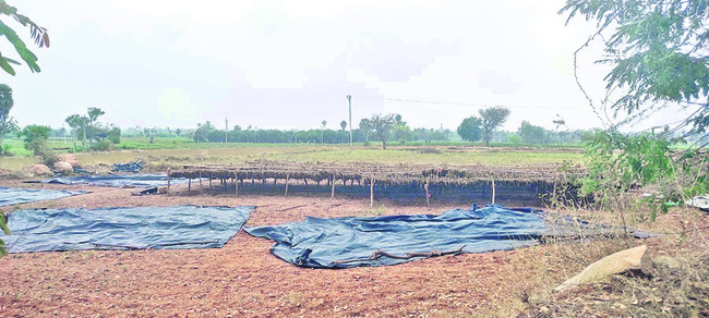 గట్టు శివారులో వర్షానికి తడిసిన పొగాకును ఆరబెట్టుకున్న రైతులు  
2