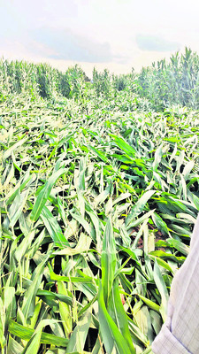 దుగ్గిరాలలో పడిపోయిన మొక్కజొన్న 1