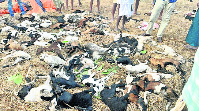 పిడుగు పాటుతో మృతిచెందిన మేక, గొర్రె పిల్లలు  1