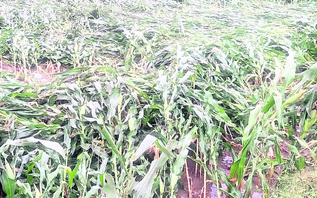 బుట్టాయగూడెం మండలంలో నేలకొరిగిన మొక్కజొన్న1