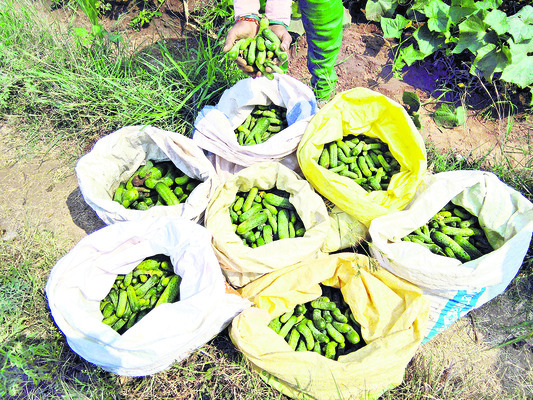 సంచుల్లో నింపిన కీరదోస
1