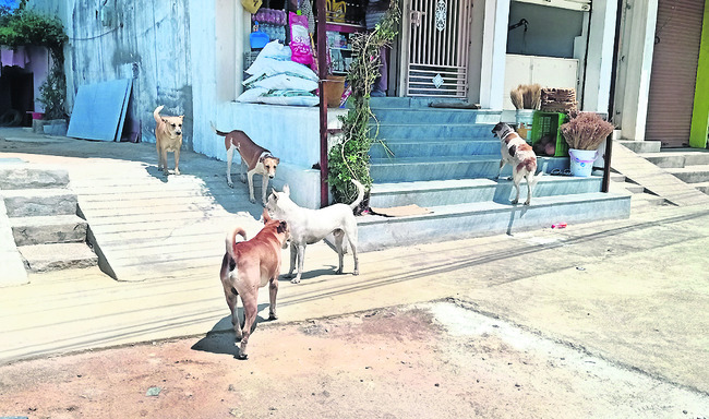 కదిరిలోని ఓ వీధిలో గుంపుగా సంచరిస్తున్న కుక్కలు1