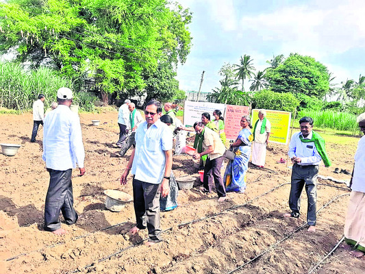 దత్తత తీసుకున్న పొలంలో వినియోగదారులు 2
