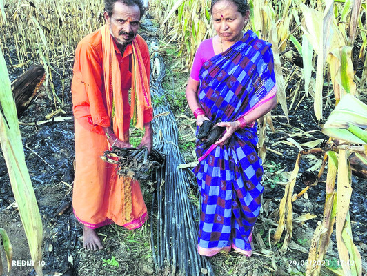 కాలిన డ్రిప్ పైపులను చూపుతున్న రైతు 1