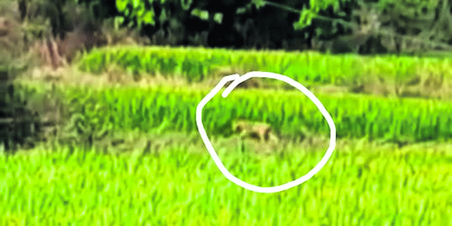 రైతుకు కన్పించిన చిరుత
1