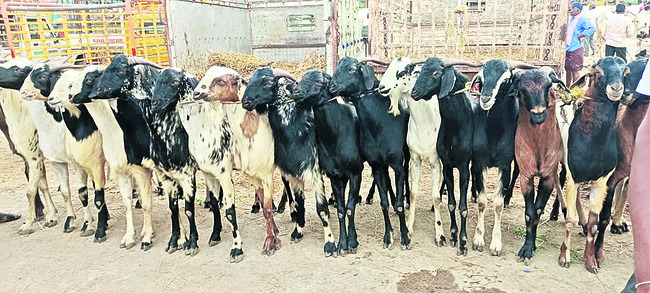 సంతలో అమ్మకానికి తీసుకొచ్చిన మేకలు..2