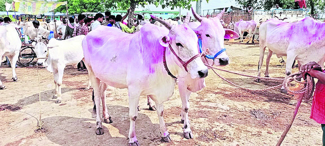 ఆవులు1