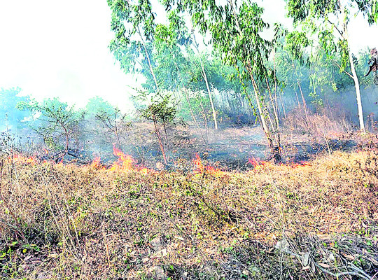 ప్రమాదంలో కాలిపోతున్న జామాయిల్‌ తోట 2