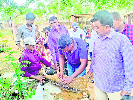 బాణం తాకి గాయమైన దుప్పికి చేస్తున్న వైద్యం1