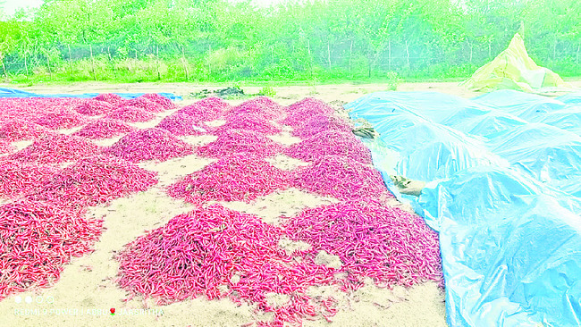వెంకటాపురం(కె): వర్షానికి తడిసిన మిర్చి 3