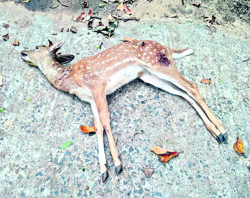 మృతి చెందిన జింక 1