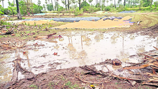ఒడ్డెలింగాపూర్లో తడిసిన ధాన్యం3