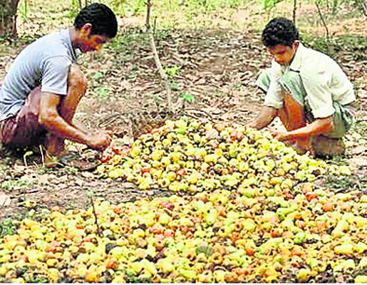 తోటల్లో జీడిమామిడి పండ్ల గ్రేడింగ్ 1