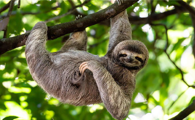 Top 10 Slowest Animals In World - Sakshi4