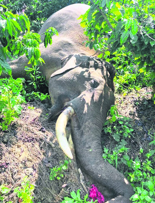 ఏనుగు కళేబరం
1