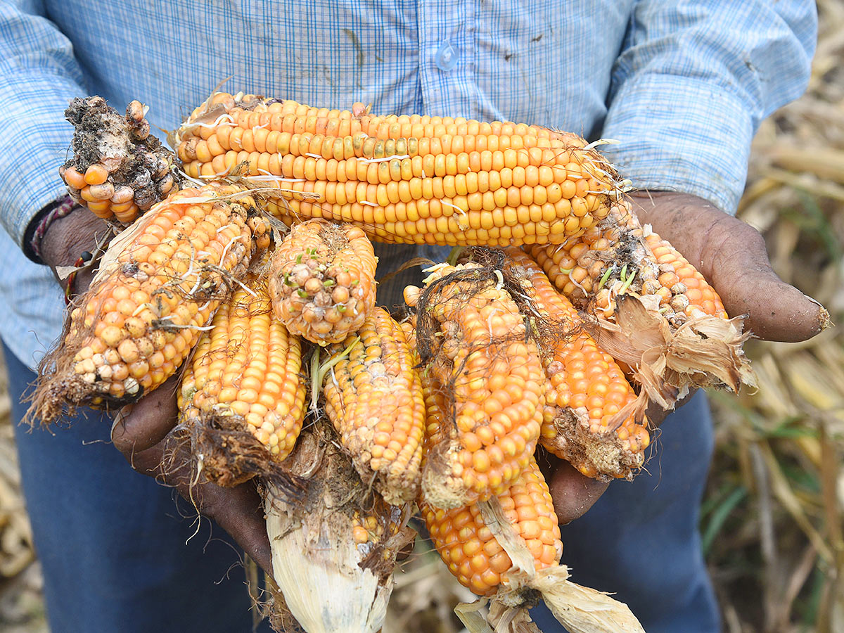 Farmers Facing Problems With Sudden Rains - Sakshi10