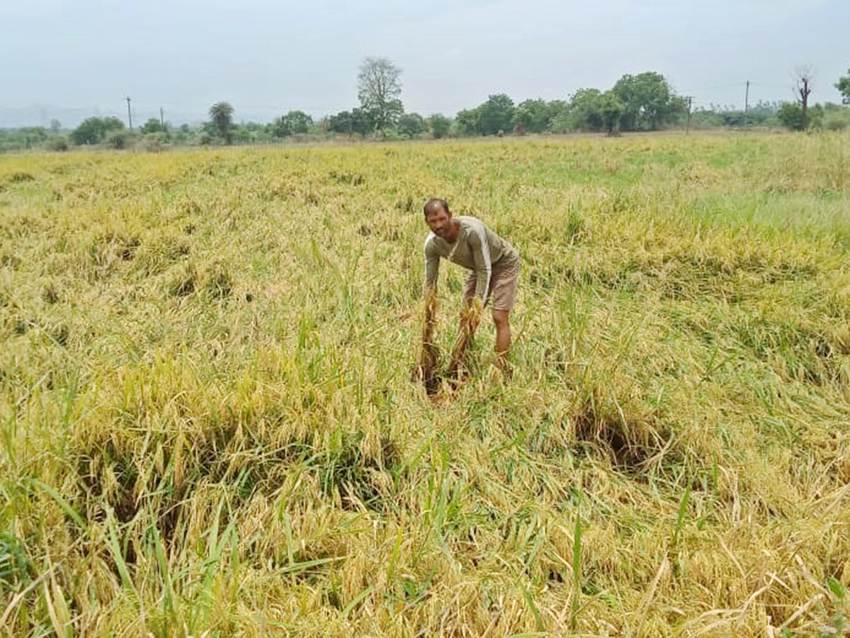 Farmers Facing Problems With Sudden Rains - Sakshi12