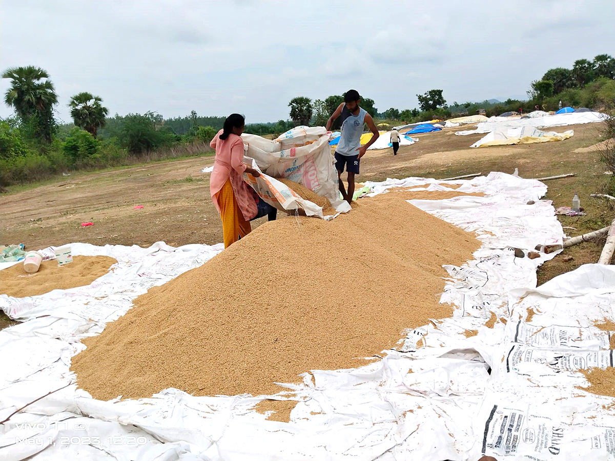 Farmers Facing Problems With Sudden Rains - Sakshi14
