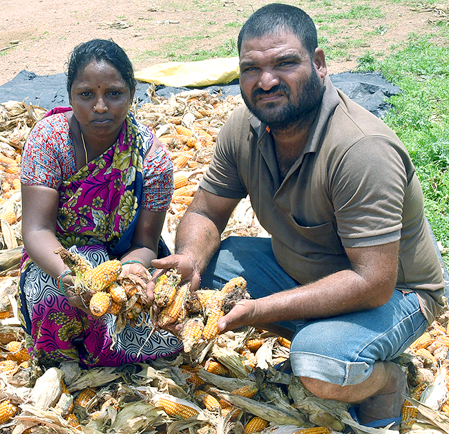 Farmers Facing Problems With Sudden Rains - Sakshi2