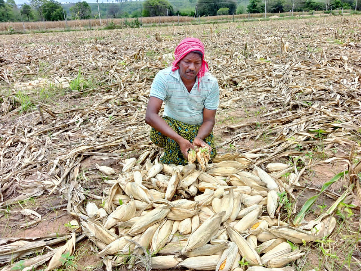 Farmers Facing Problems With Sudden Rains - Sakshi19