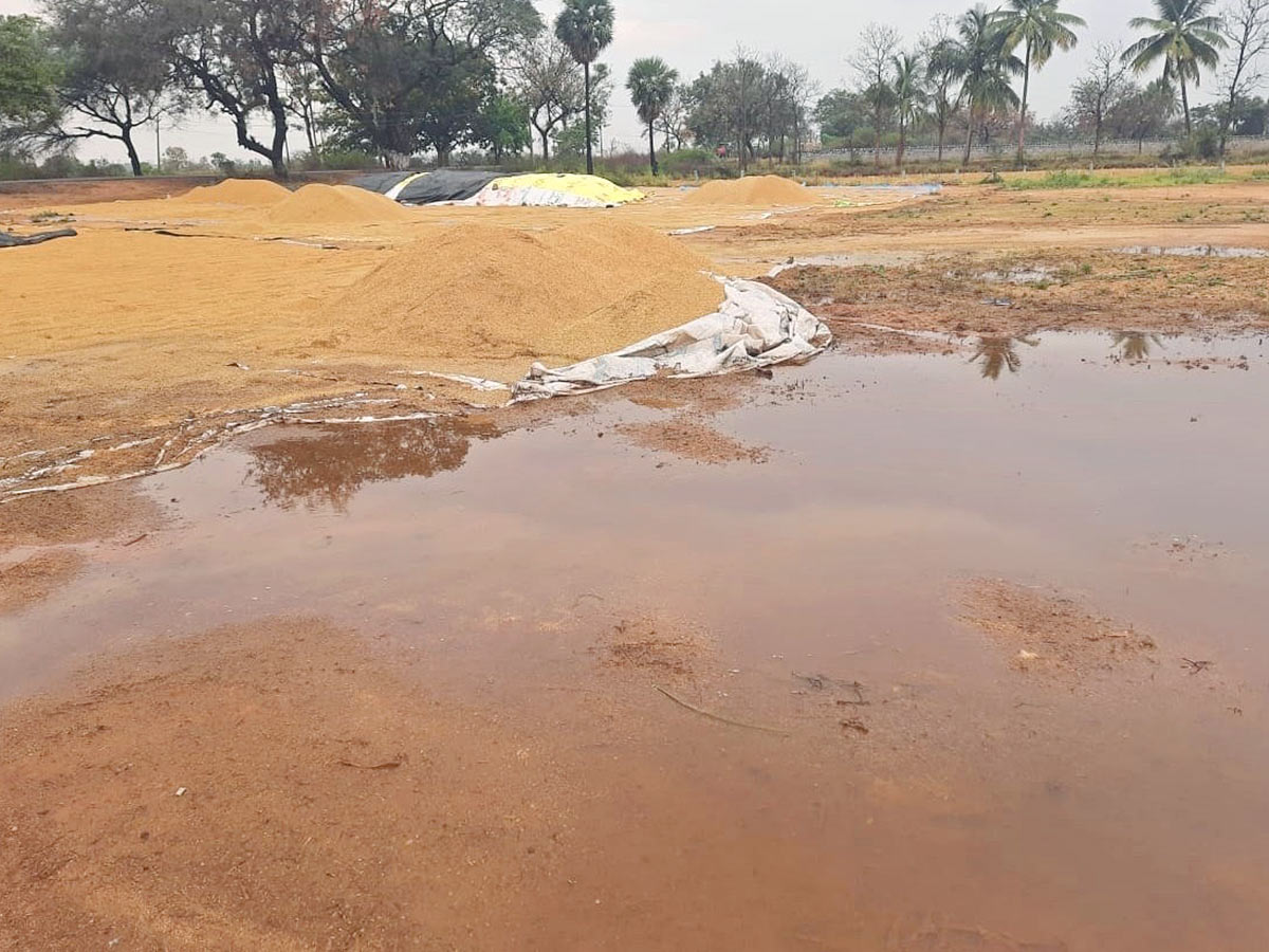 Farmers Facing Problems With Sudden Rains - Sakshi24