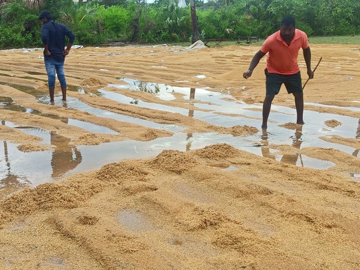 Farmers Facing Problems With Sudden Rains - Sakshi25