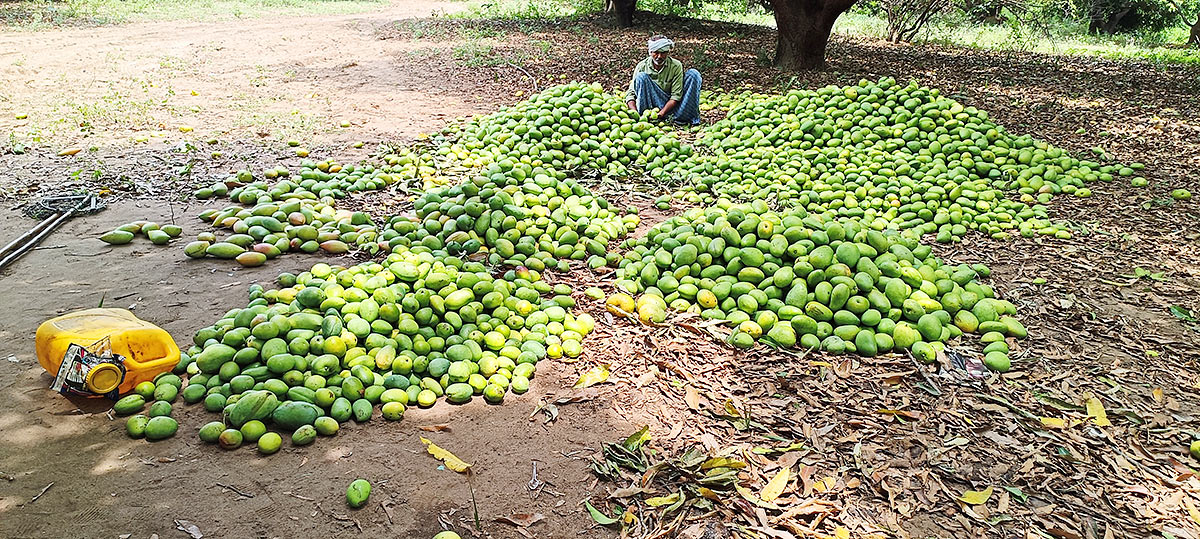Farmers Facing Problems With Sudden Rains - Sakshi26