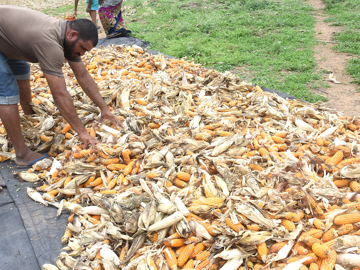 Farmers Facing Problems With Sudden Rains - Sakshi4