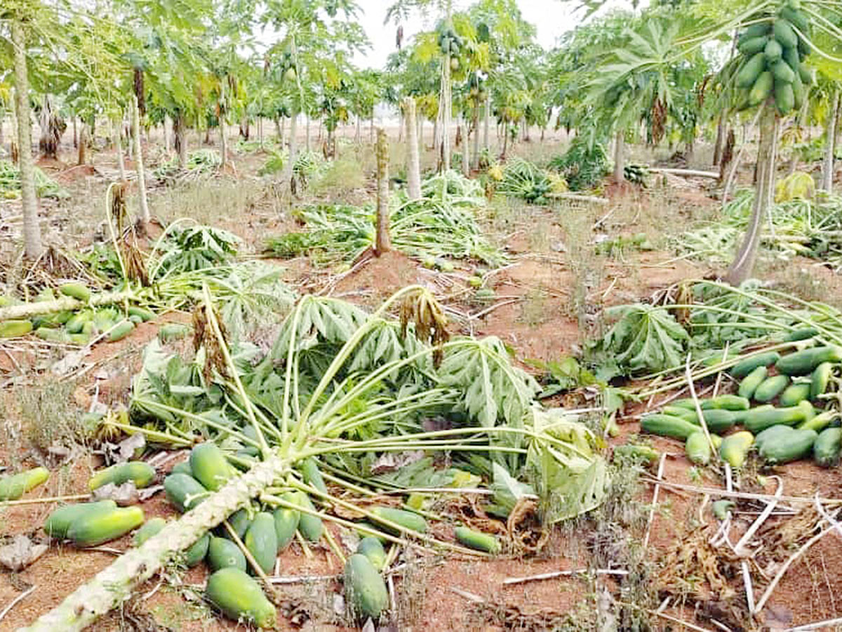 Farmers Facing Problems With Sudden Rains - Sakshi8