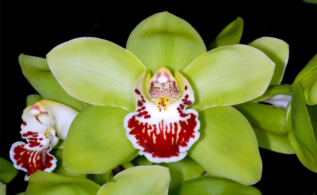 Top 10 Most Expensive Plants - Sakshi4