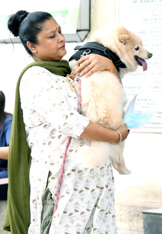 Free Vaccination For Animals Photos - Sakshi11
