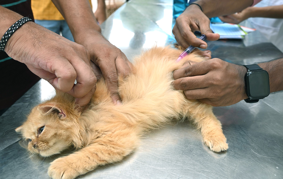 Free Vaccination For Animals Photos - Sakshi14