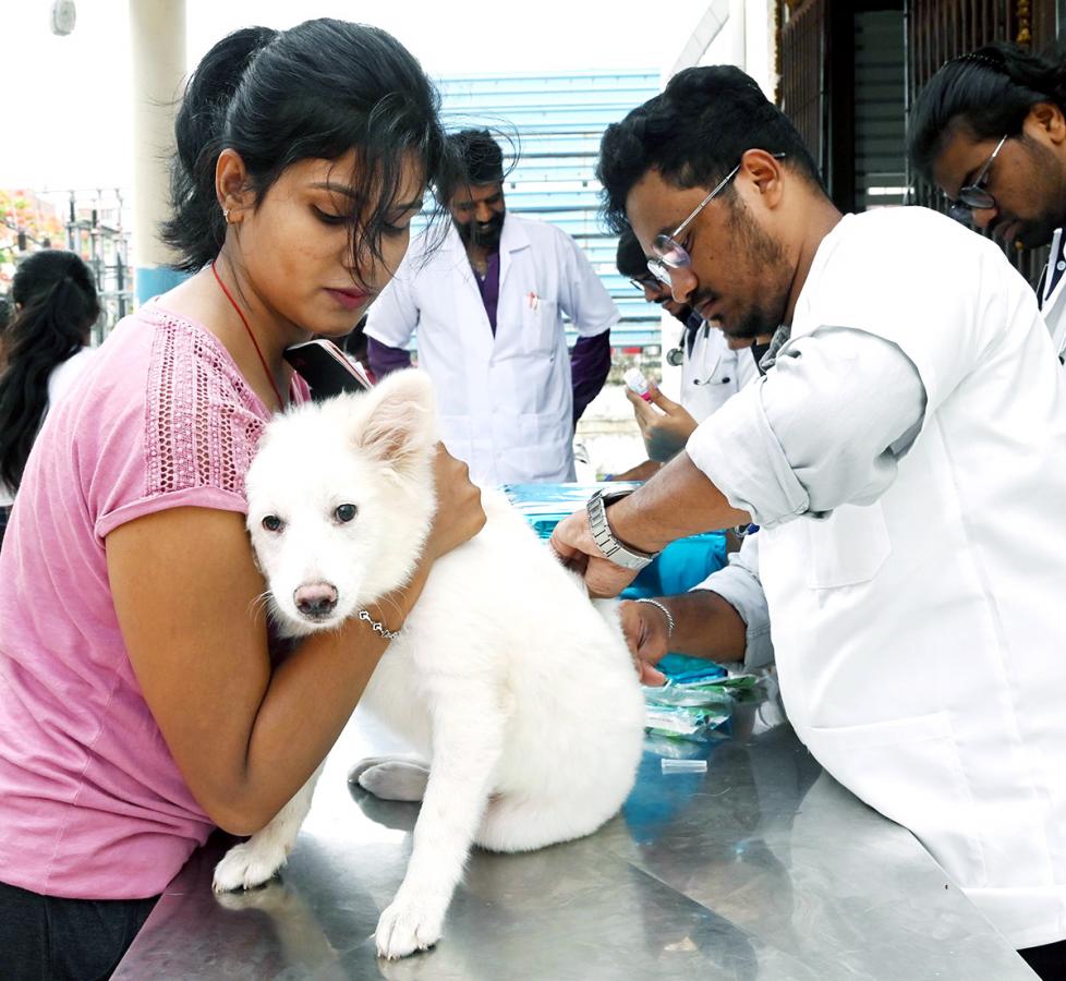 Free Vaccination For Animals Photos - Sakshi16