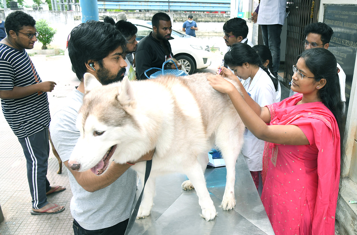 Free Vaccination For Animals Photos - Sakshi4