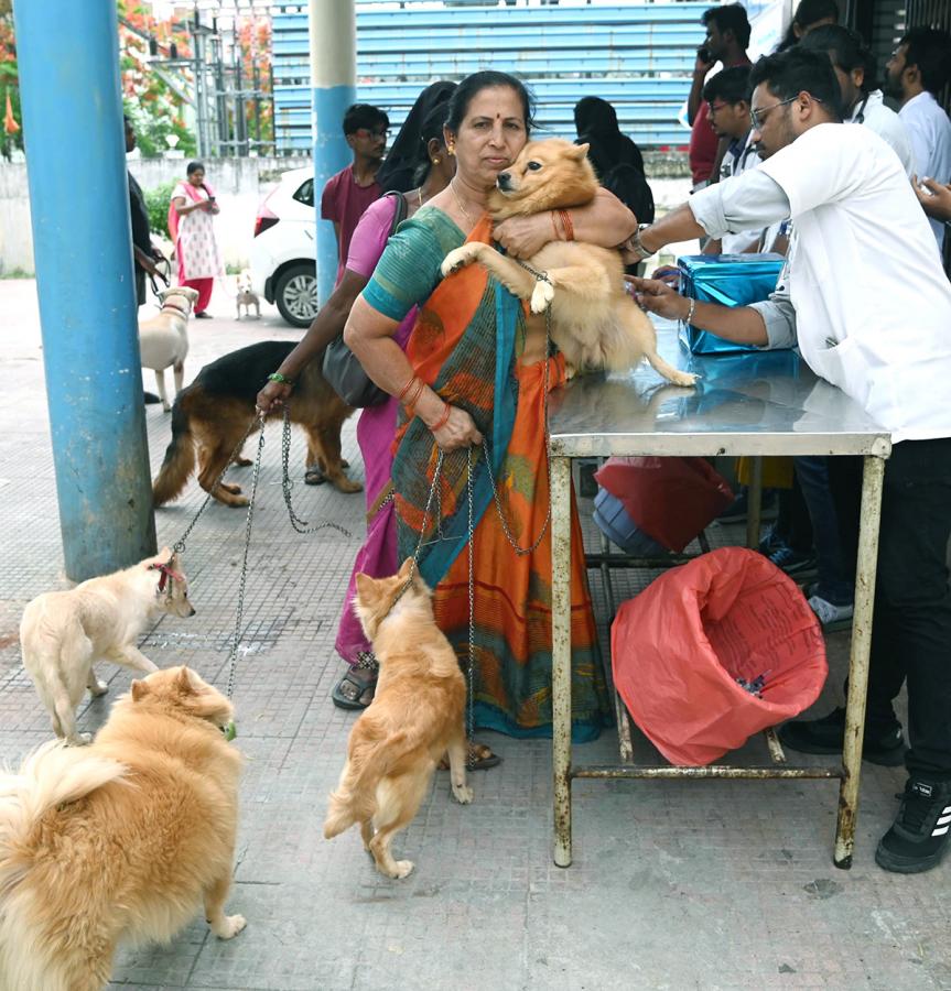 Free Vaccination For Animals Photos - Sakshi7