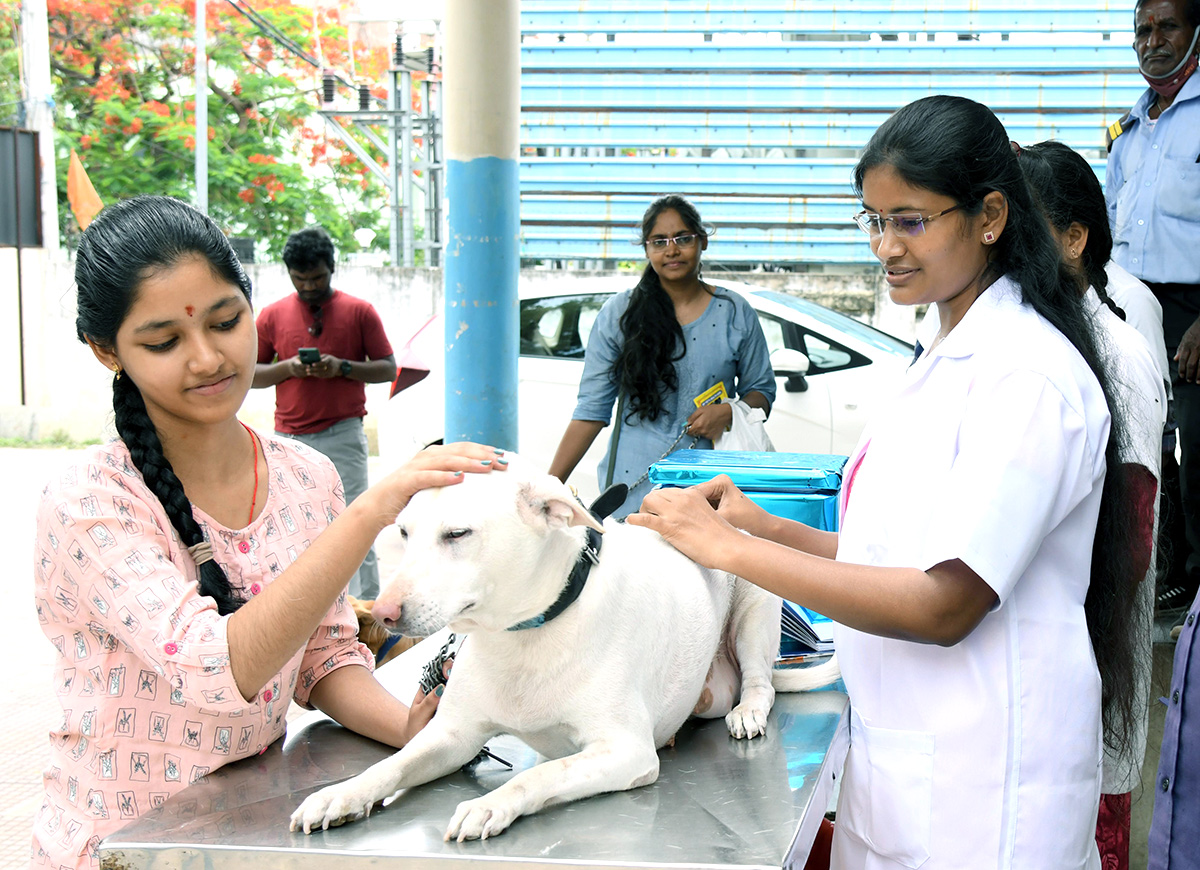 Free Vaccination For Animals Photos - Sakshi9