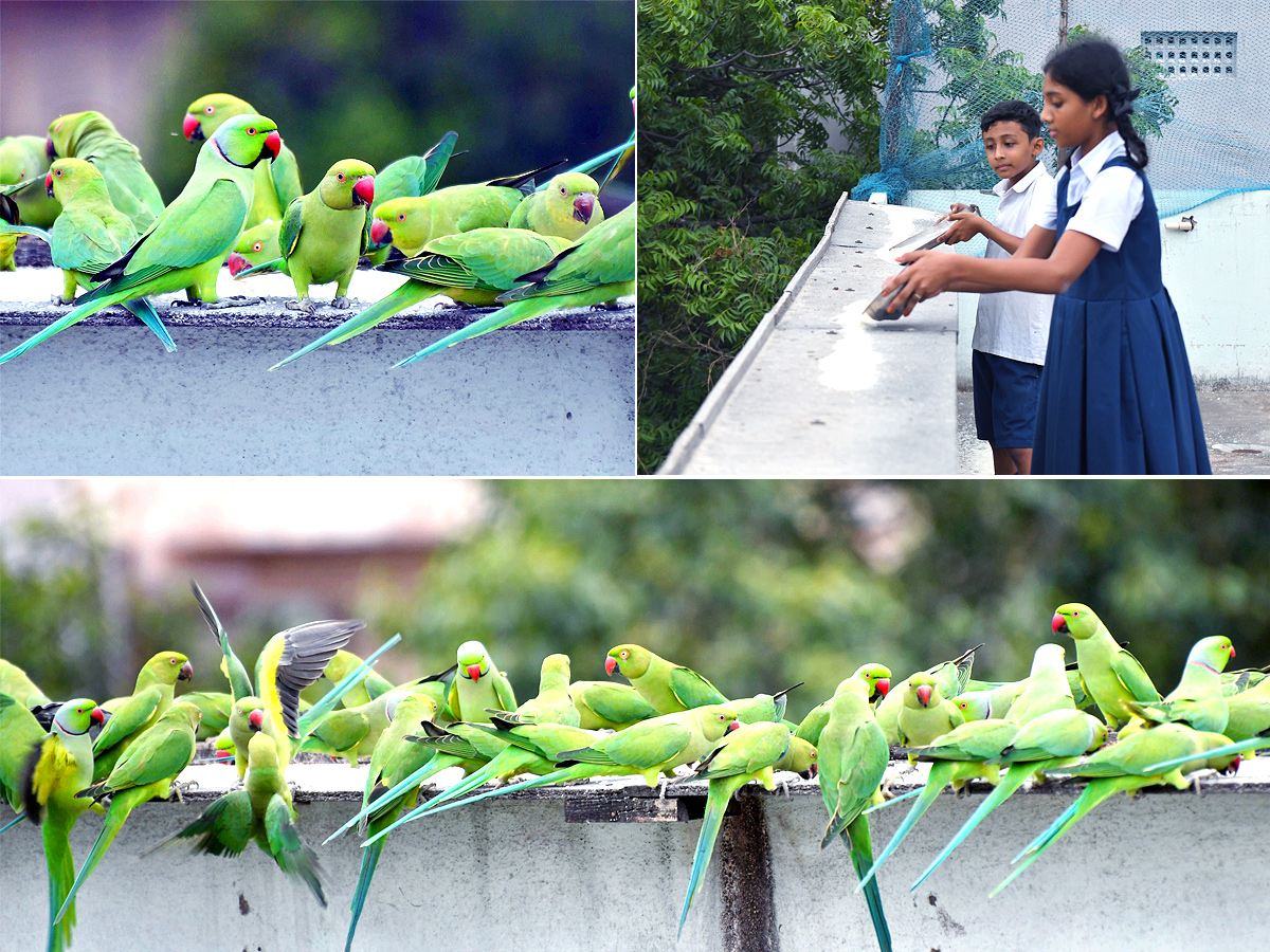 Group Of Parrots Beautiful feasting Rare Pics - Sakshi1