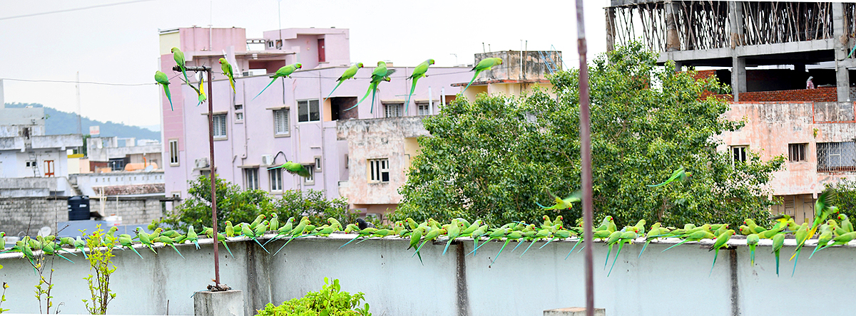 Group Of Parrots Beautiful feasting Rare Pics - Sakshi10