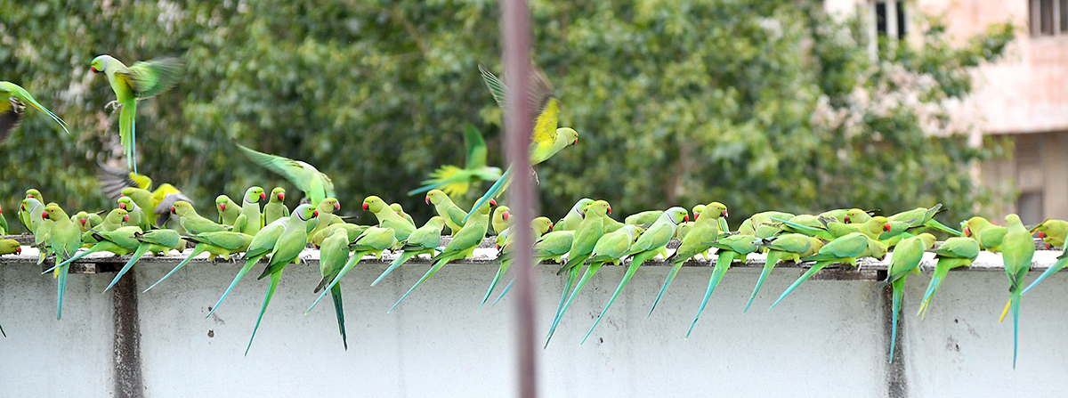 Group Of Parrots Beautiful feasting Rare Pics - Sakshi11