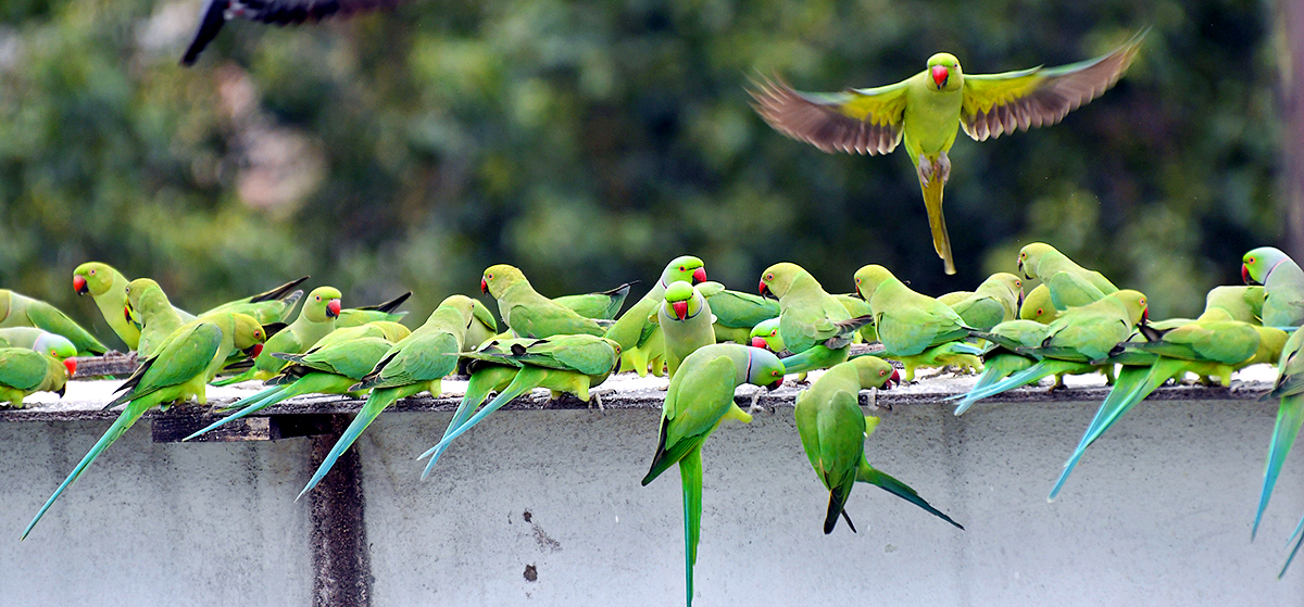 Group Of Parrots Beautiful feasting Rare Pics - Sakshi12
