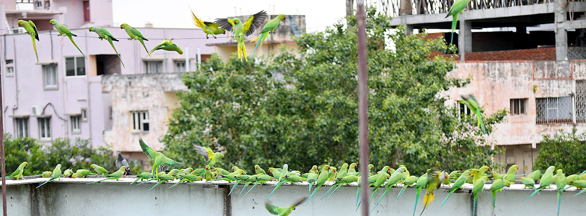 Group Of Parrots Beautiful feasting Rare Pics - Sakshi14
