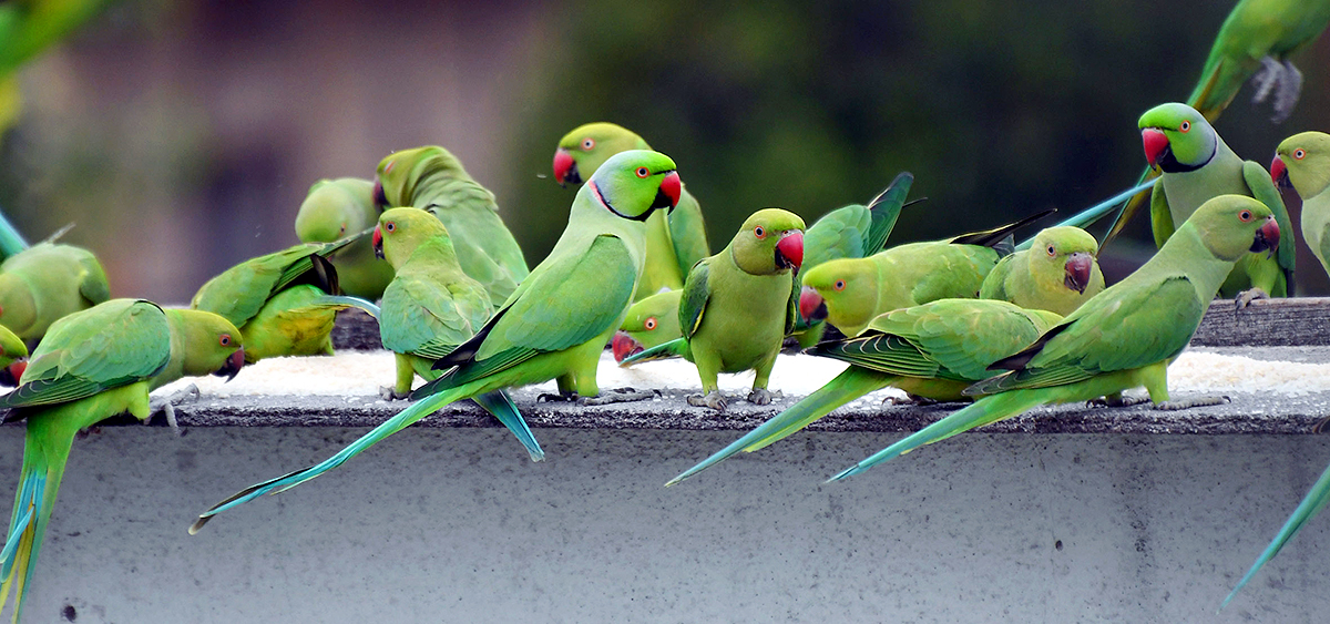 Group Of Parrots Beautiful feasting Rare Pics - Sakshi15