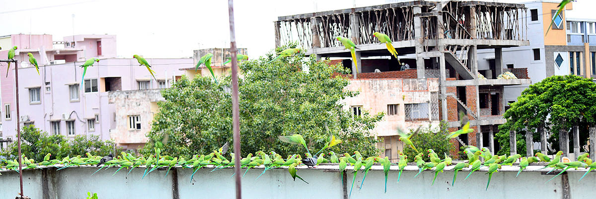 Group Of Parrots Beautiful feasting Rare Pics - Sakshi2