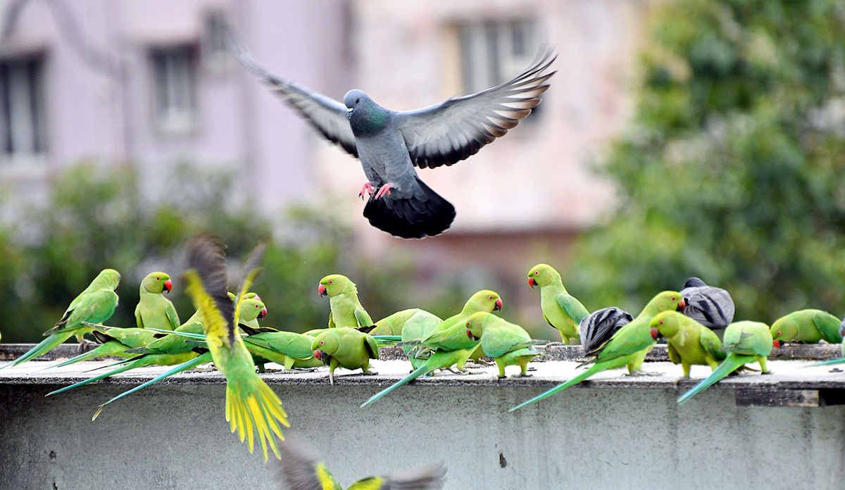 Group Of Parrots Beautiful feasting Rare Pics - Sakshi3